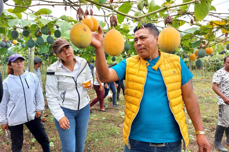 Granadilla ecuatoriana en mercado europeo