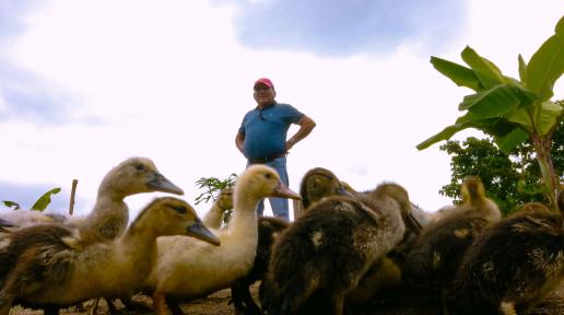Arroz pato - Programa Mundial de Alimentos en Ecuador